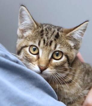 Tiffany (AO37222) -  Domestic Short Hair Cat for Adoption in Kansas City, Kansas - Tiffany (AO37222) | PetCurious