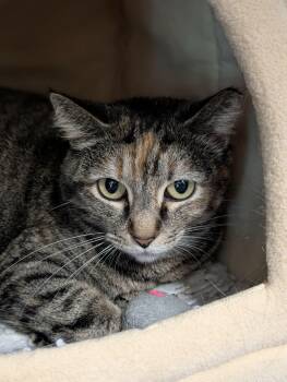 Domestic Short Hair Cats Available for Adoption in Chambersburg, Pennsylvania - Queenie | PetCurious