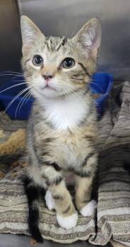 Domestic Short Hair Cats Available for Adoption in Cuyahoga Falls, Ohio - Kitten Chef | PetCurious