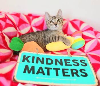 Harry Sebastian -  Bengal and Tabby Cat for Adoption in Miami, Arizona - Harry Sebastian | PetCurious