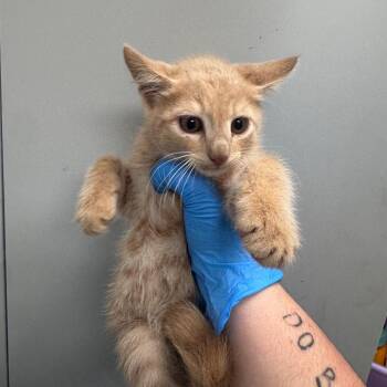 Duet -  Domestic Short Hair Cat for Adoption in Columbiana, Alabama - Duet | PetCurious