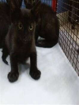 MONICA GELLER -  Domestic Short Hair Cat for Adoption in Doral, Florida - MONICA GELLER | PetCurious