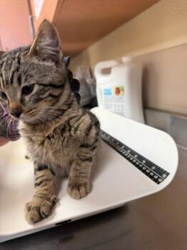 Jett -  Domestic Short Hair Cat for Adoption in Bossier City, Louisiana - Jett | PetCurious