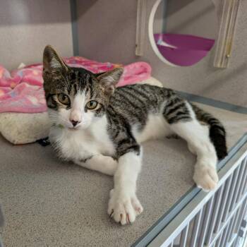 Abraham Lincoln- Green -  Domestic Short Hair Cat for Adoption in Greenville, Pennsylvania - Abraham Lincoln- Green | PetCurious