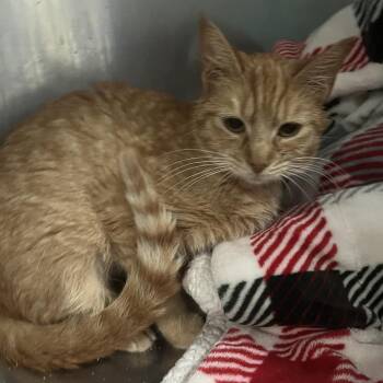 Domestic Short Hair Cats Available for Adoption - Trixie | PetCurious