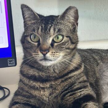 Rescue Domestic Short Hair Cats for Adoption in Houston, Texas - Paisley | PetCurious