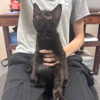 Lovebug (Orange) 28625 -  Domestic Short Hair Cat for Adoption in Middleburg, Florida - Lovebug (Orange) 28625 | PetCurious