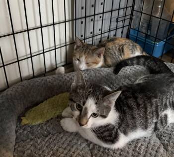 American Shorthair Cats Available for Adoption in Jersey City, New Jersey - Spring N Summer  | PetCurious