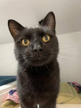 Rescue Domestic Short Hair Cats for Adoption in Hayward, Wisconsin - Knight | PetCurious