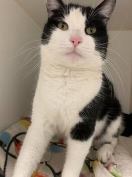 Rescue Domestic Short Hair Cats for Adoption in Reisterstown, Maryland - River | PetCurious