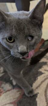 Rescue Domestic Short Hair Cats for Adoption in Philadelphia, Pennsylvania - Pebbles | PetCurious