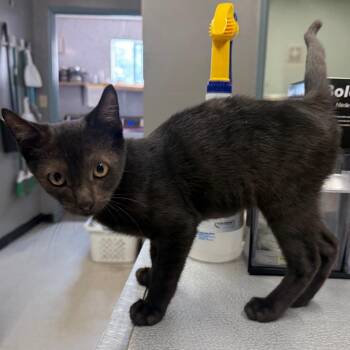Keola -  Domestic Short Hair Cat for Adoption in Spokane, Washington - Keola | PetCurious