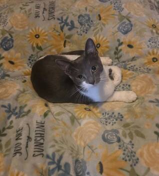 C341 Litter Casper -  Domestic Short Hair Cat for Adoption in Livonia, Michigan - C341 Litter Casper | PetCurious