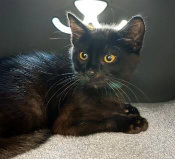 Rescue Domestic Short Hair Cats for Adoption in Leesburg, Virginia - PAWS MENDEZ | PetCurious