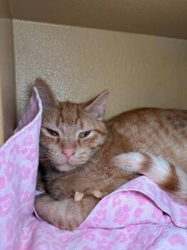 Domestic Medium Hair Cats Available for Adoption in Fort Collins, Colorado - Endive | PetCurious