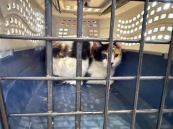 Pico de Gato -  Domestic Short Hair Cat for Adoption in Daytona Beach, Florida - Pico De Gato | PetCurious