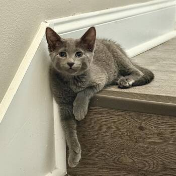 Rescue Domestic Short Hair Cats for Adoption in Baton Rouge, Louisiana - Ozzy | PetCurious