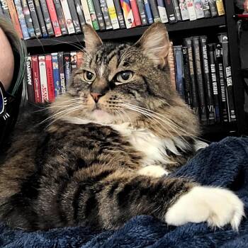 Domestic Medium Hair Cats Available for Adoption in Portland, Oregon - Serendipity | PetCurious