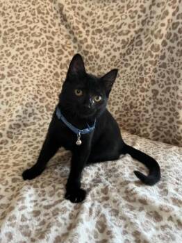 Domestic Short Hair Cats Available for Adoption - Wally | PetCurious