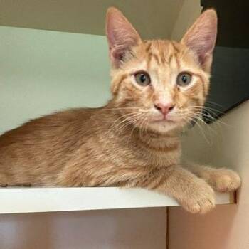 Simba -  Domestic Short Hair Cat for Adoption in South Elgin, Illinois - Simba | PetCurious