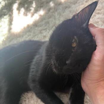 Vader -  Domestic Short Hair Cat for Adoption in Temecula, California - Vader | PetCurious