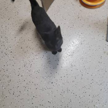 Domestic Short Hair Cats Available for Adoption - Britney | PetCurious