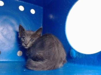 A598809 -  Domestic Short Hair Cat for Adoption in Orlando, Florida - A598809 | PetCurious