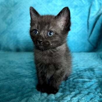 Mung -  Domestic Short Hair Cat for Adoption in Bountiful, Utah - Mung | PetCurious
