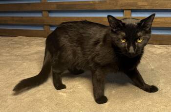 Domestic Short Hair Cats Available for Adoption in Chandler, Arizona - Velvet Vibez | PetCurious