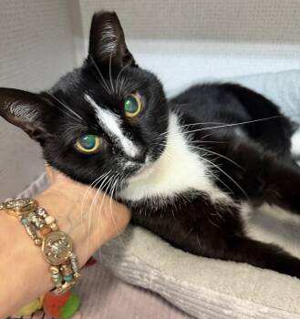 Moo -  Domestic Short Hair Cat Available for Adoption in Salem, New Hampshire - Moo | PetCurious