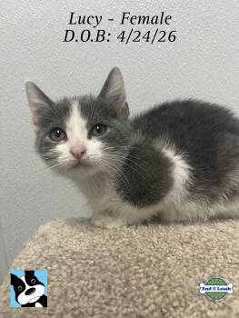 Lucy - sweet and affectionate -  Domestic Short Hair Cat for Adoption in Muskego, Wisconsin - Lucy - Sweet And Affectionate | PetCurious