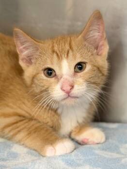 Bacon -  Domestic Short Hair Cat for Adoption in Menomonie, Wisconsin - Bacon | PetCurious