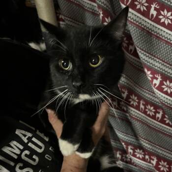 Des Moines -  Domestic Short Hair Cat for Adoption in Hemet, California - Des Moines | PetCurious
