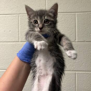 Mulan -  Domestic Short Hair Cat for Adoption in Charlottesville, Virginia - Mulan | PetCurious