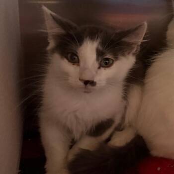 Phantom -  Domestic Medium Hair Cat for Adoption in Cedaredge, Colorado - Phantom | PetCurious