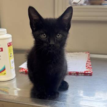 TUSC-Stray-85956 -  Domestic Short Hair Cat for Adoption in Tuscaloosa, Alabama - TUSC-Stray-85956 | PetCurious