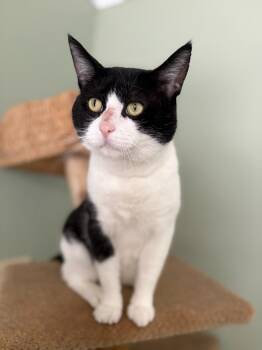 Skunk -  Domestic Short Hair Cat for Adoption in Arthur, Ontario - Skunk | PetCurious