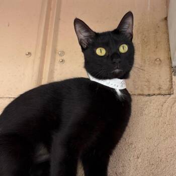 Sparkle -  Domestic Short Hair Cat for Adoption in Laredo, Texas - Sparkle | PetCurious