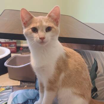 Rescue Domestic Short Hair Cats for Adoption in Abingdon, Maryland - 0925-103 Sarah Smile | PetCurious