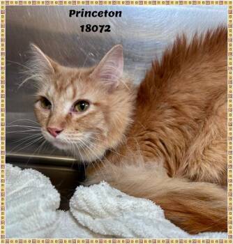 PRINCETON -  Domestic Medium Hair and Tabby Cat Available for Adoption in Marietta, Georgia - PRINCETON | PetCurious