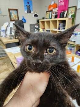 Cosmo $150 fostered -  Domestic Medium Hair and Domestic Short Hair Cat for Adoption in Seneca, South Carolina - Cosmo $150 Fostered | PetCurious