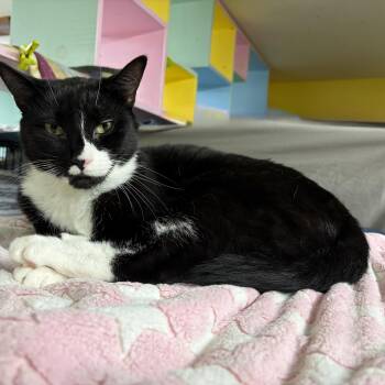 Scorch -  Domestic Short Hair Cat for Adoption in Cortland, New York - Scorch | PetCurious