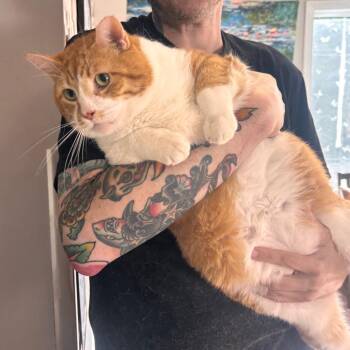 Domestic Short Hair Cats Available for Adoption in Belleville, Illinois - Mr. Peanut | PetCurious