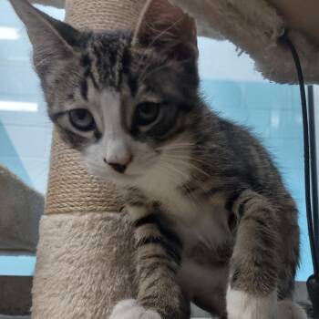 John -  Domestic Short Hair Cat Available for Adoption in Corpus Christi, Texas - John | PetCurious