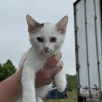 Domestic Short Hair Cats Available for Adoption in New York, New York - Donnie | PetCurious
