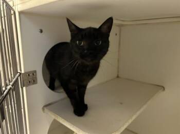 A613477 -  Domestic Short Hair Cat for Adoption in Modesto, California - A613477 | PetCurious