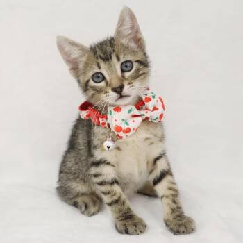 Rescue Domestic Short Hair and Tabby Cats for Adoption in League City, Texas - Holmes - Coming Soon! | PetCurious
