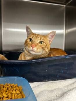 Rescue Domestic Short Hair Cats for Adoption in Thousand Oaks, California - Georgie | PetCurious