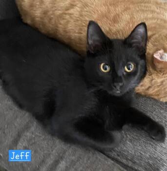 JEFF -  Domestic Short Hair Cat for Adoption in Conway, South Carolina - JEFF | PetCurious