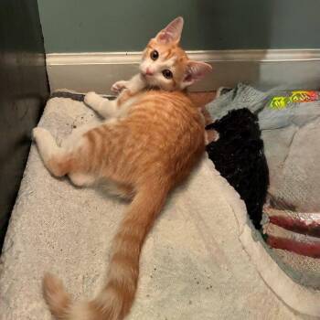Domestic Short Hair Cats Available for Adoption in Candler, North Carolina - Topaz | PetCurious